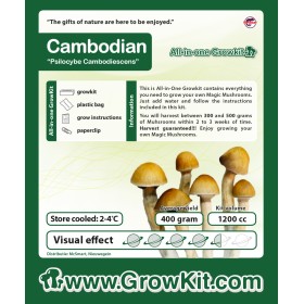 Καμπότζη Growkit (Psilocybe Cubensis)