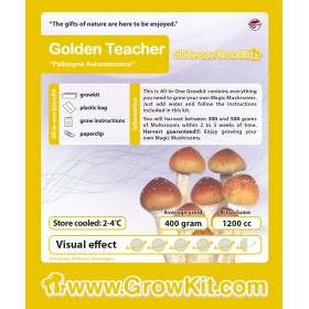 Growkit Golden Učiteľka (Psilocybe Cubensis)