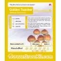 Golden Teacher Growkit (Psilocybe Cubensis)