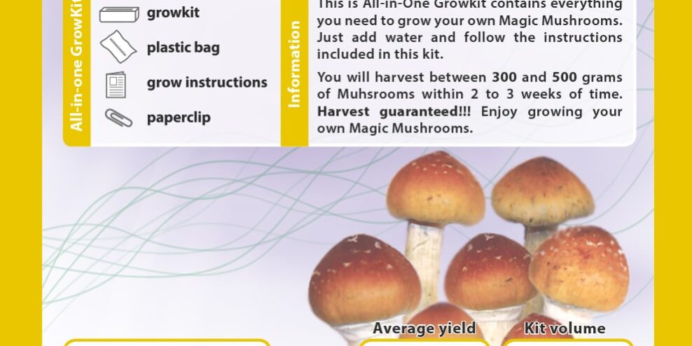 Growkit_Golden_teacher_mushlove_pl