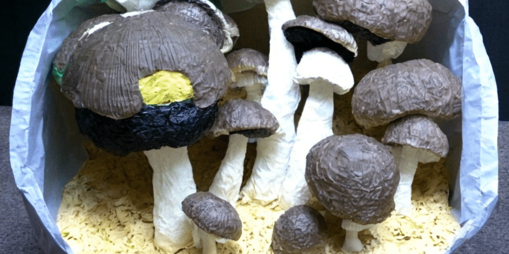 growkit golden teacher