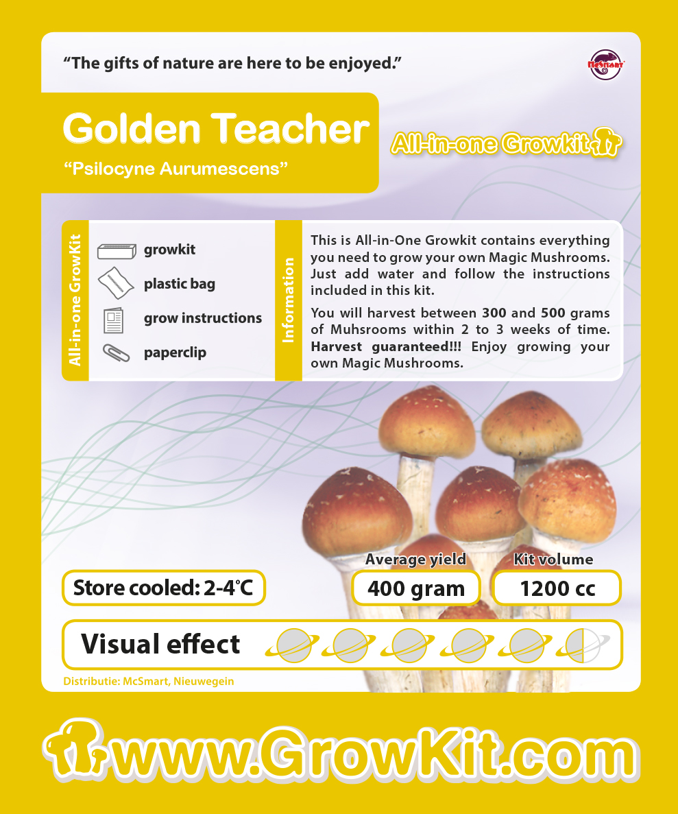 Growkit Golden Teacher (Psilocybe Cubensis)
